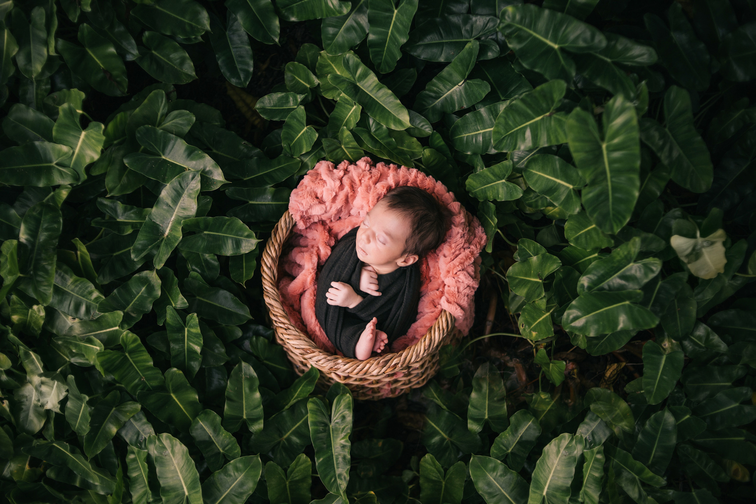 Baby boy in a metal bucket in some native ferns. Outdoor newborn photographer fort myers Florida